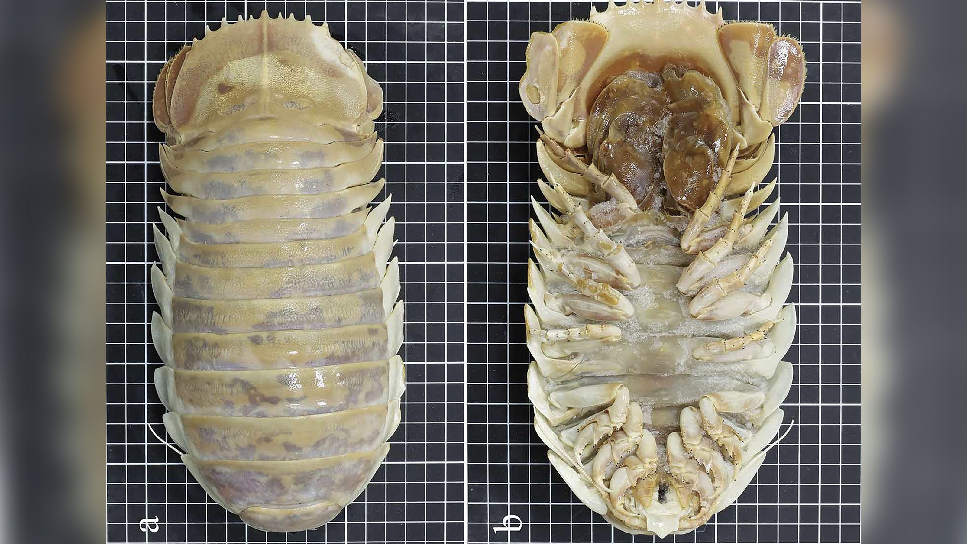 isópode gigante