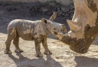 Filhote de rinoceronte branco nasce em zoológico nos Estados Unidos