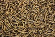 Cientistas exploram tempero de larva-da-farinha para simular gosto de carne