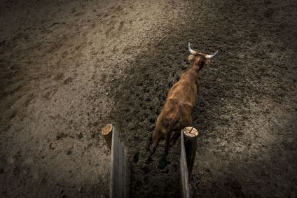 Justiça de MG proíbe rodeio no estado
