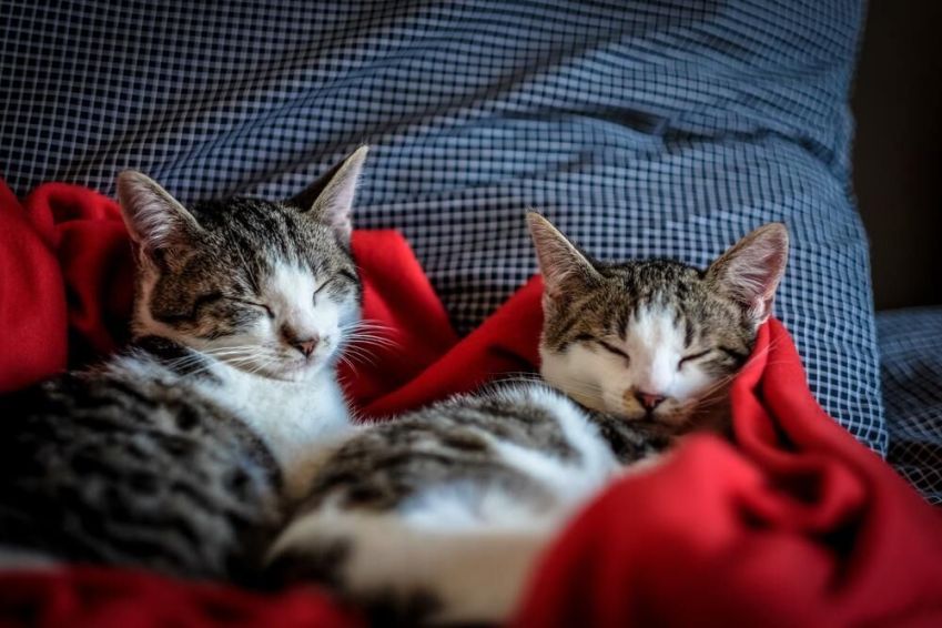 É fundamental prestar atenção ao local de dormir do seu pet / Imagem: Pexels/Francesco Ungaro