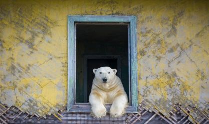 Veja imagens do concurso Fotógrafo de Vida Selvagem deste ano