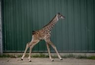 Filhote de girafa ameaçada de extinção nasce em zoológico nos EUA