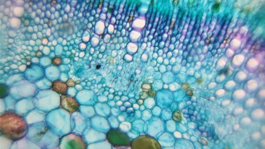O Foldscope é poderoso o suficiente para ver uma única bactéria. / Associação Americana para o Avanço da Ciência