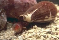 Cientistas criam microscópio de papel que custa menos de 2 dólares