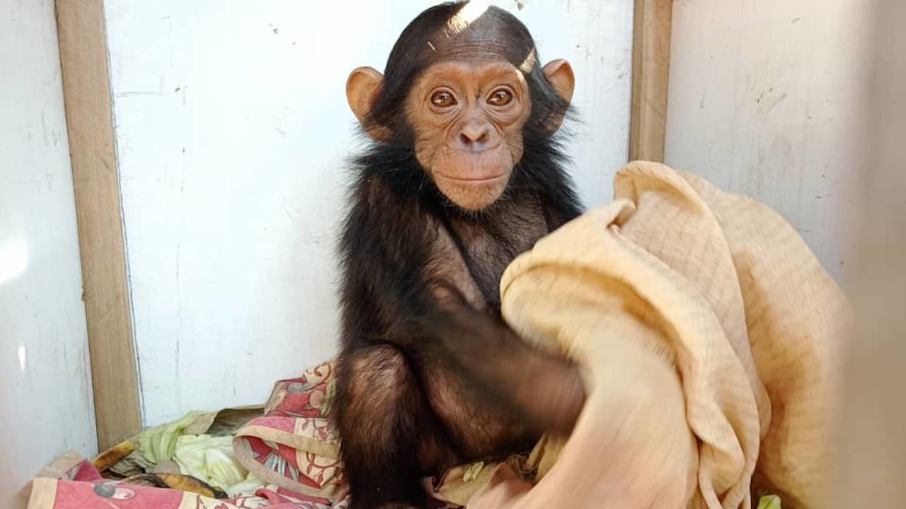 220923113900-01-cesar-the-chimp