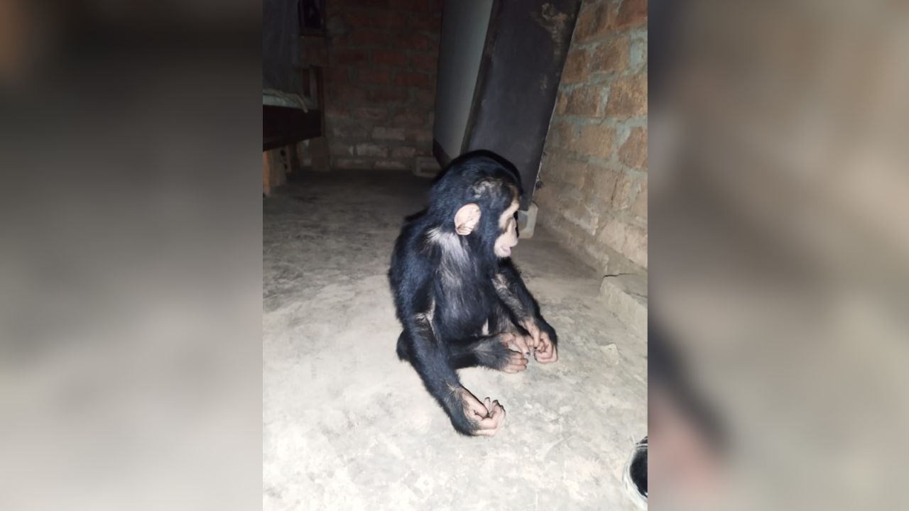 Hussein, um dos filhotes levados de santuário, em foto enviada pelos sequestradores / Arquivo pessoal/ Jeunes Animaux Confisqués au Katanga