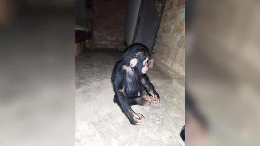 Hussein, um dos filhotes levados de santuário, em foto enviada pelos sequestradores / Arquivo pessoal/ Jeunes Animaux Confisqués au Katanga