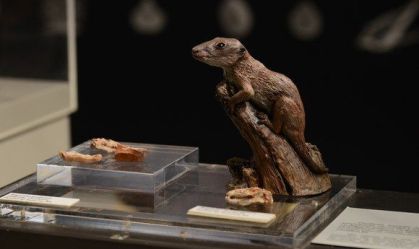 Cientistas descobrem no Brasil mamífero mais antigo da Terra