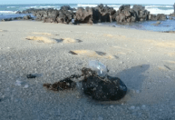 Quase uma tonelada de óleo é recolhida em praias do Rio Grande do Norte