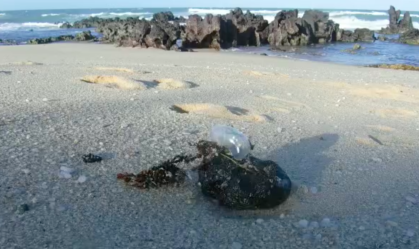 Quase uma tonelada de óleo é recolhida em praias do Rio Grande do Norte