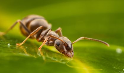Ant drinking water on leaf