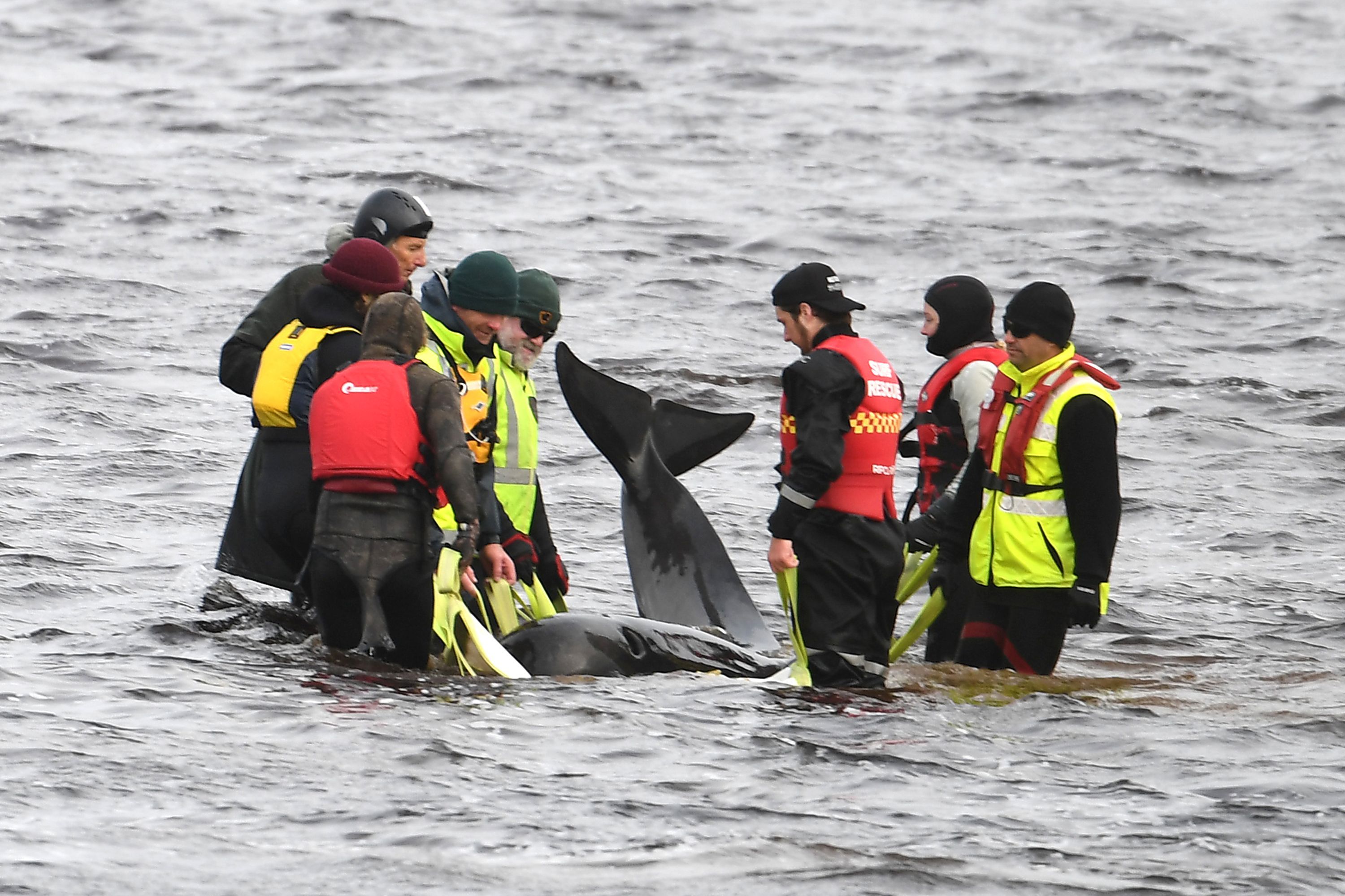 Rescuers Work To Save Hundreds Of Whales Stranded In Tasmania's Macquarie Harbour