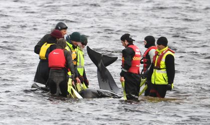 Rescuers Work To Save Hundreds Of Whales Stranded In Tasmania's Macquarie Harbour