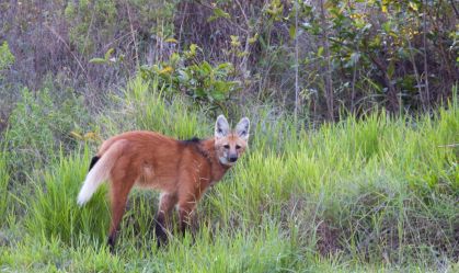 Brasil tem mais de 1.200 espécies de animais ameaçados de extinção; maioria está em SP, MG e BA