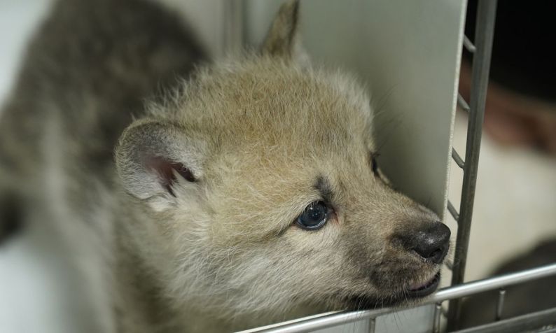 O primeiro lobo-do-ártico selvagem clonado do mundo / Global Times / Sinogene Biotechnology Co / Divulgação