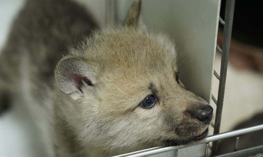 O primeiro lobo-do-ártico selvagem clonado do mundo / Global Times / Sinogene Biotechnology Co / Divulgação