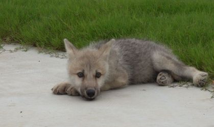 Pesquisadores chineses clonam lobo-do-ártico em projeto de conservação histórico