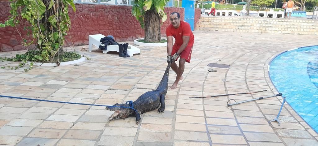 Jacaré é resgatado pelo corpo de Bombeiros em Caldas Novas (GO)