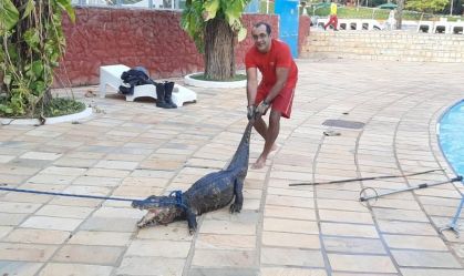Jacaré é resgatado pelo corpo de Bombeiros em Caldas Novas (GO)