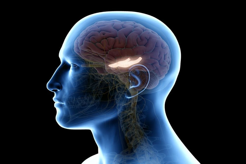 Anatomia do cérebro / Imagem: Shutterstock/SciePro