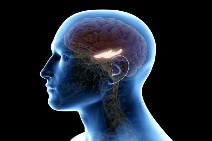 Anatomia do cérebro / Imagem: Shutterstock/SciePro