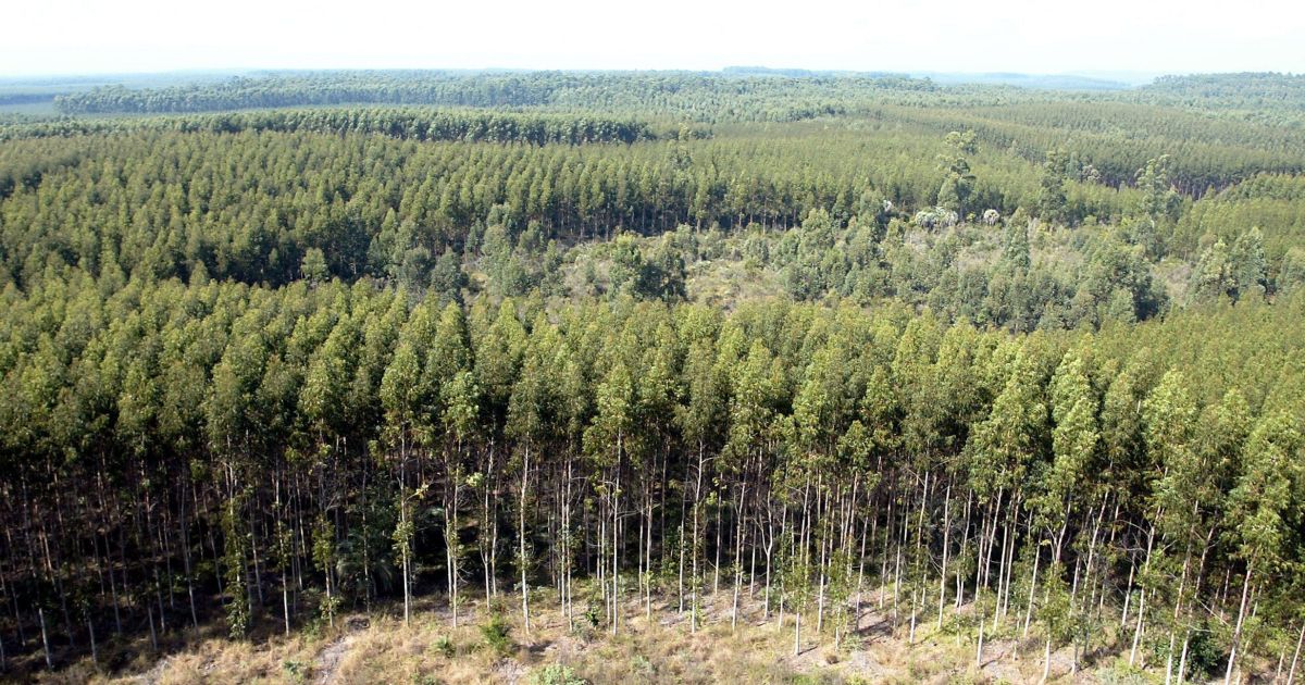 Florestas plantadas entram na conta do capital