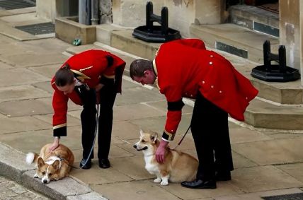 Corgis da rainha aguardam a chegada do caixão da monarca