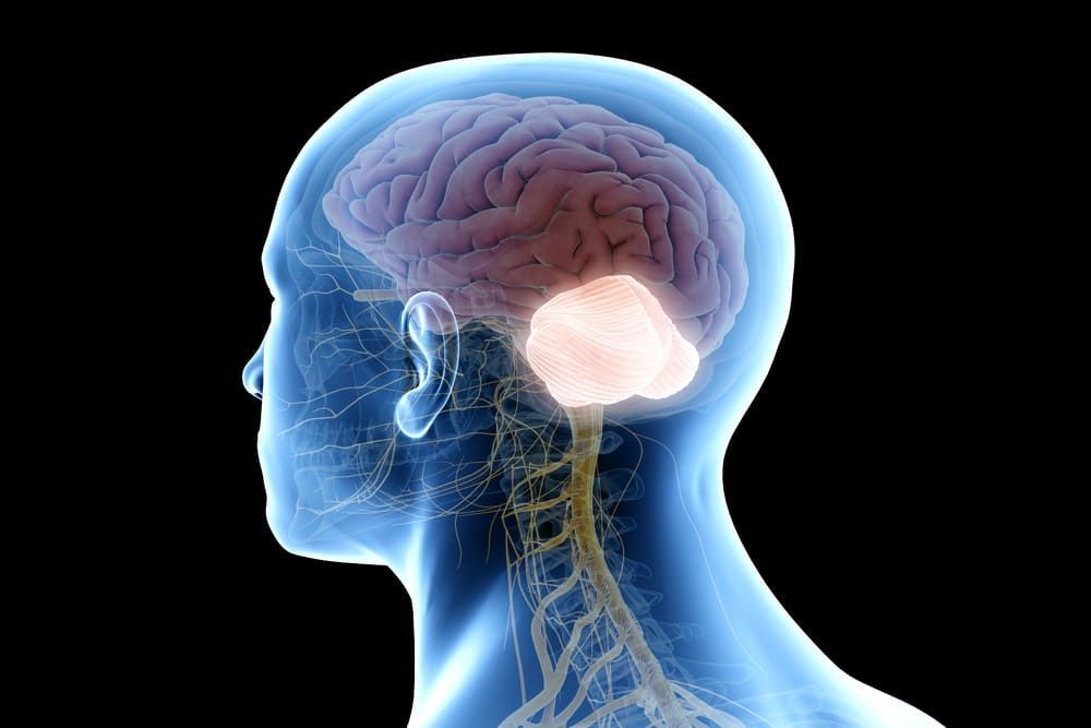 Quais são as partes do cérebro e suas funções? / Imagem: Shutterstock/SciePro