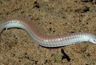 Perda de membros em lagartos e serpentes ocorreu por evolução distinta, diz estudo