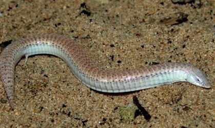 Espécie endêmica das dunas do rio São Francisco, no norte da Bahia, o lagarto Calyptommatus sinebrachiatus perdeu os membros ao longo de sua evolução