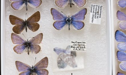 Xerces Blue (Glaucopsyche xerces), FMNH 474. Conservation status: extinct