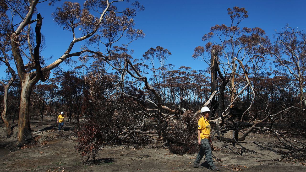 Animais na ilha Kangaroo, no sul da Austrália, sofreram durante os incêndios florestais de 2019-20. Lisa Maree Williams/Getty Images