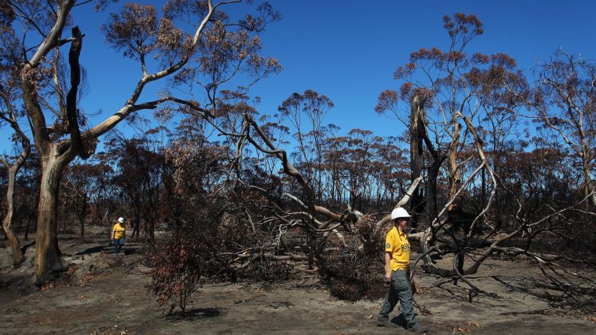 Animais na ilha Kangaroo, no sul da Austrália, sofreram durante os incêndios florestais de 2019-20. Lisa Maree Williams/Getty Images