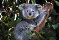 Austrália anuncia plano de 10 anos para conter extinção de plantas e animais