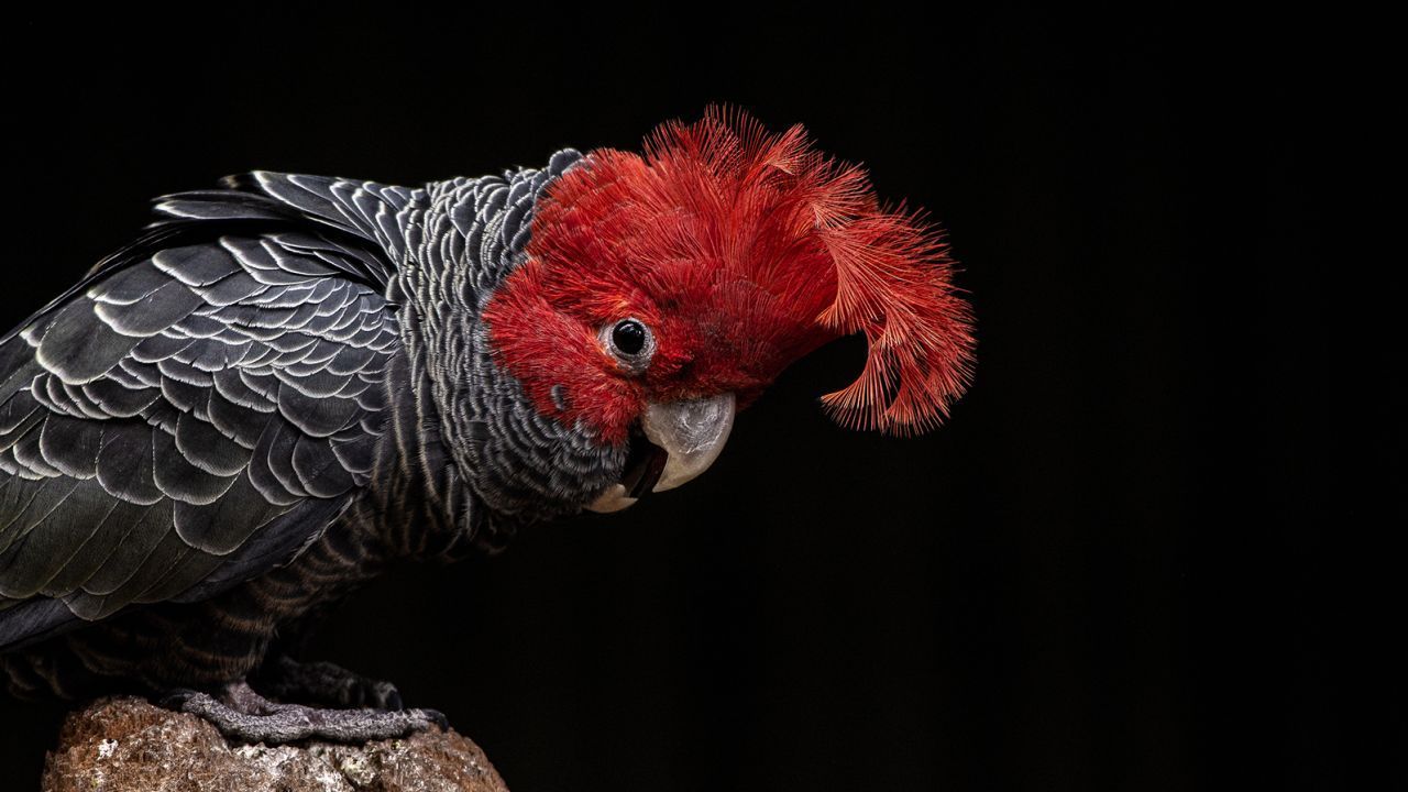 221004143045-gang-gang-cockatoo