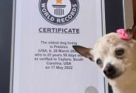 Pebbles, o cachorro mais velho do mundo, morre aos 22 anos