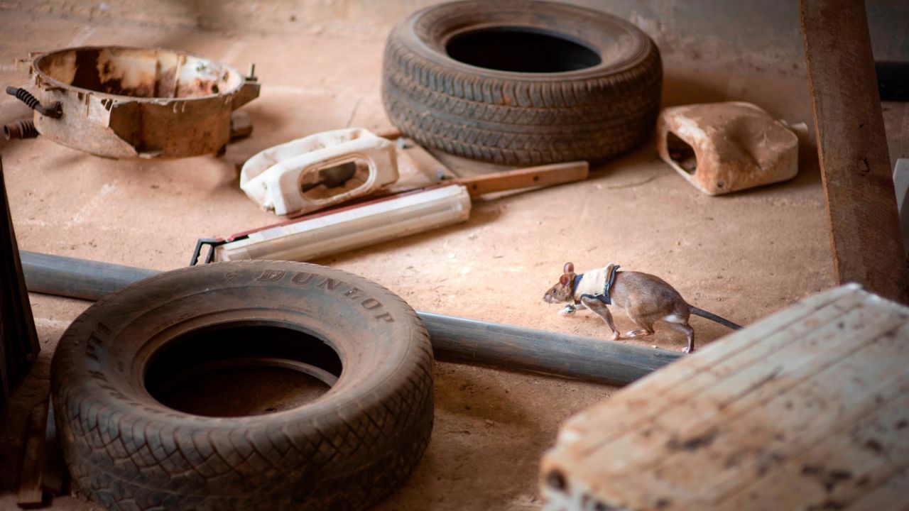 A Apopo treina os ratos em sua base na Tanzânia, em salas que reproduzem os destroços e escombros das zonas de desastre / APOPO / Divulgação