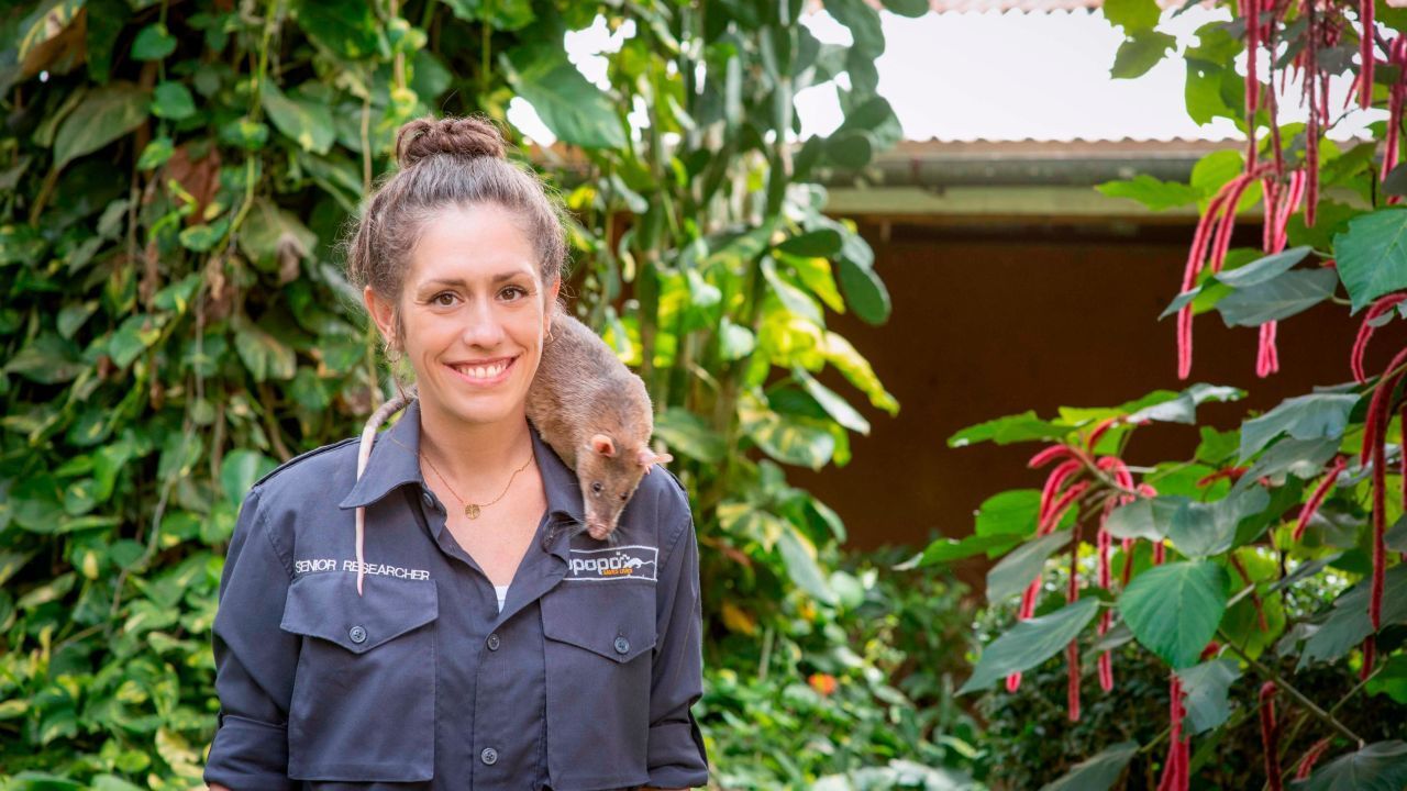 A cientista de pesquisa comportamental Donna Kean diz que os ratos são amigáveis, sociáveis e fáceis de trabalhar / Apopo/ Divulgação