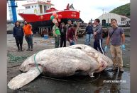 Peixe-lua de quase 3 toneladas quebra recorde de peixe ósseo mais pesado do mundo