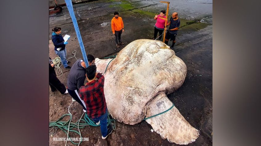 Carcaça do peixe encontrado em Portugal é mais de 400 kg mais pesada do que o recordista mundial anterior para peixes ósseos / Atlantic Naturalist.ORG