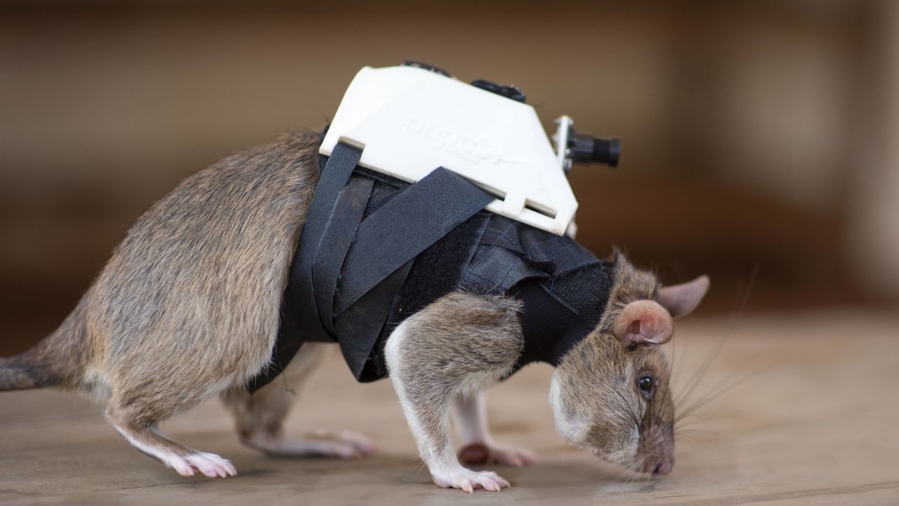 221018142202-05a-search-and-rescue-rats-apopo