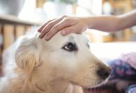 Entenda o que acariciar um cachorro pode fazer pelo seu cérebro