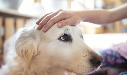 Child's hand stroking the head of a pet dog affectionately