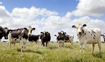 Nova Zelândia quer tributar agricultores pelos arrotos e peidos de suas vacas