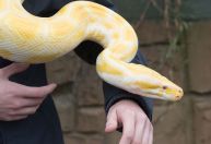 Entenda como cobras píton conseguem engolir presas enormes