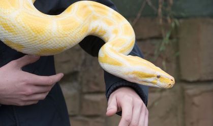 Entenda como cobras píton conseguem engolir presas enormes