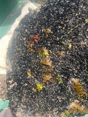 Casco da tartaruga. Instituto Australis