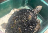 Tartaruga-verde com casco tomado por algas é resgatada em praia de SC