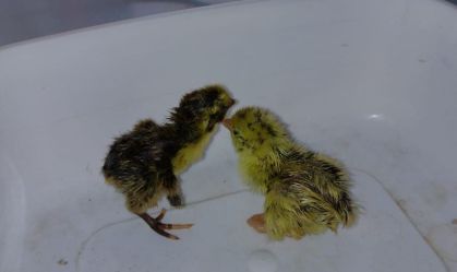 Codornas nascem dentro de cartela de ovos em mercado no interior do Piauí